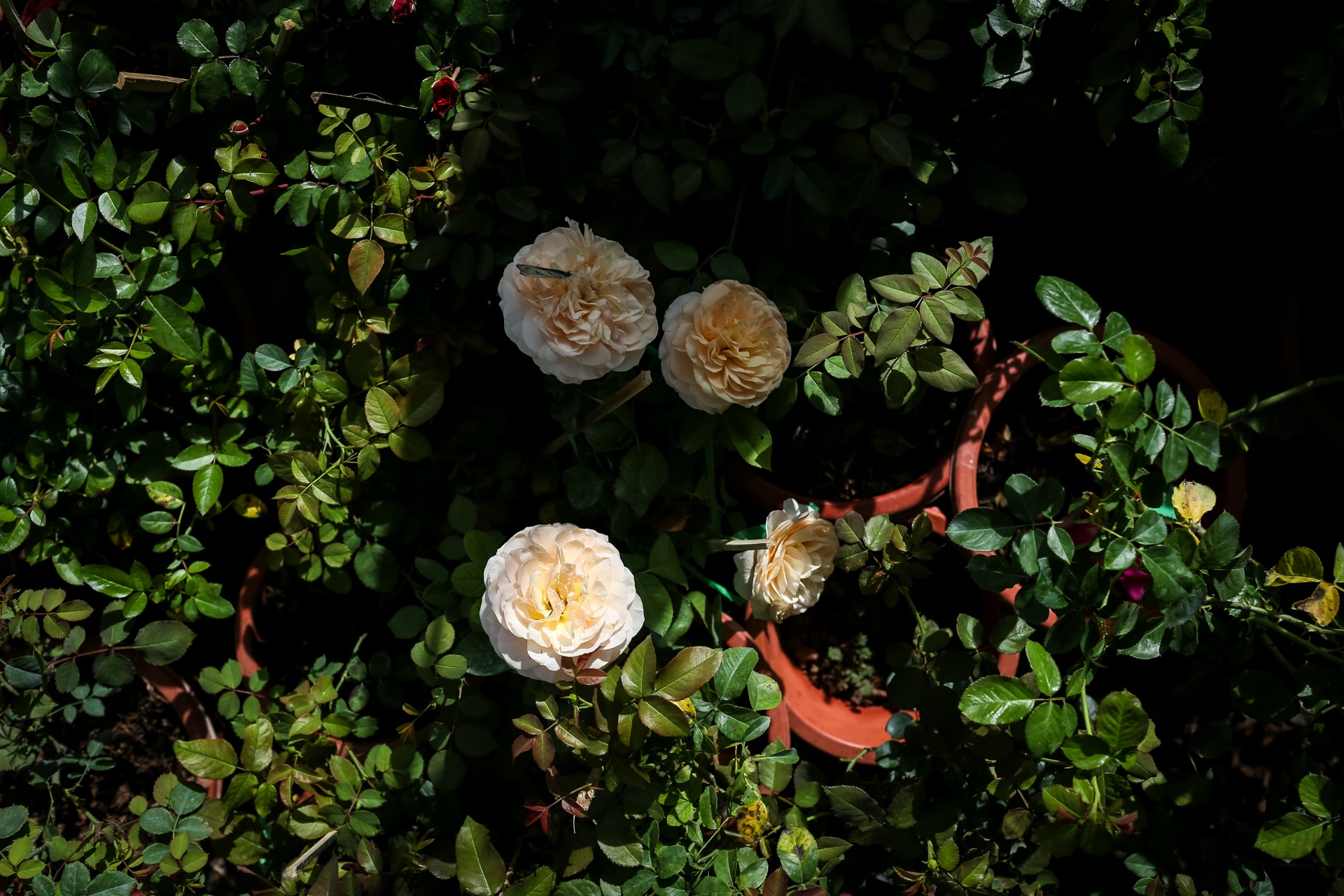 hoa hong sa dec khong du hang ban trong dip tet anh 9