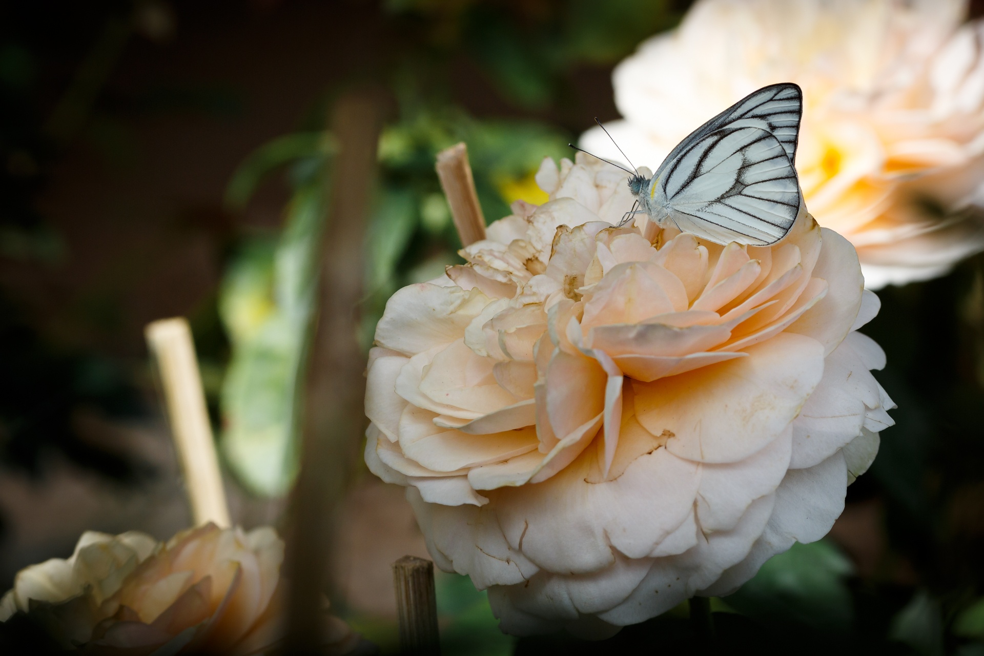 hoa hong sa dec khong du hang ban trong dip tet anh 12