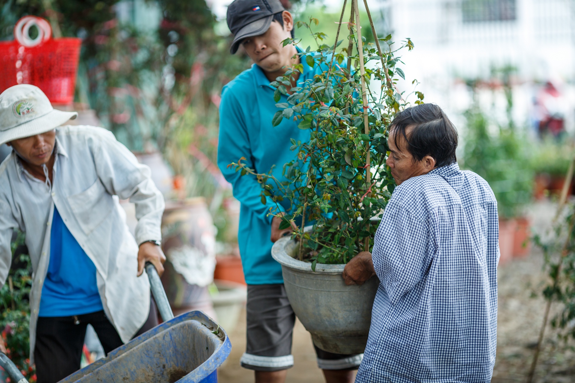 hoa hong sa dec khong du hang ban trong dip tet anh 6
