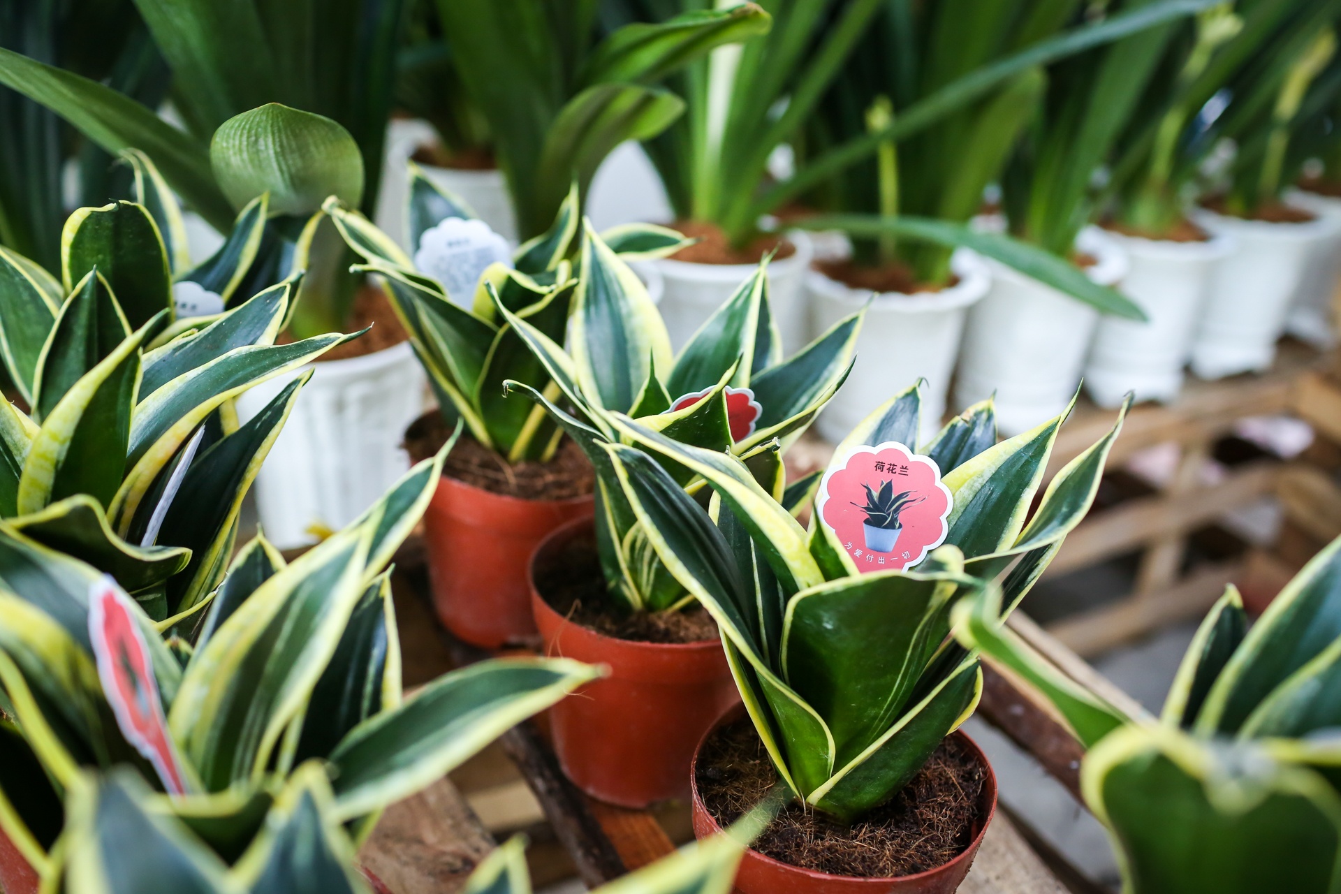 Hoa kieng Trung Quoc tran ve vua hoa lon nhat Nam Bo sat Tet hinh anh