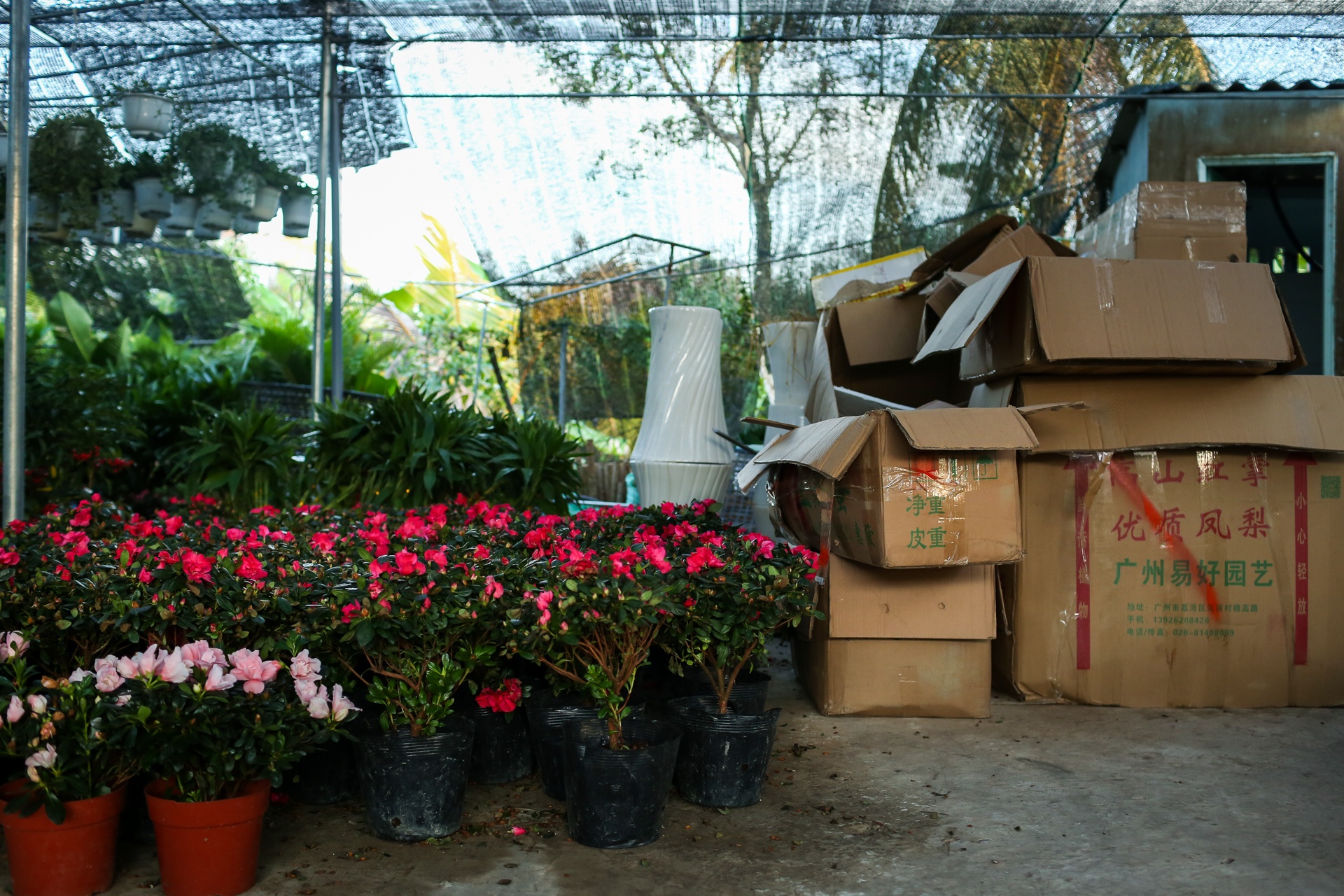 hoa kieng trung quoc lam le tran ve vua hoa lon nhat nam bo anh 8