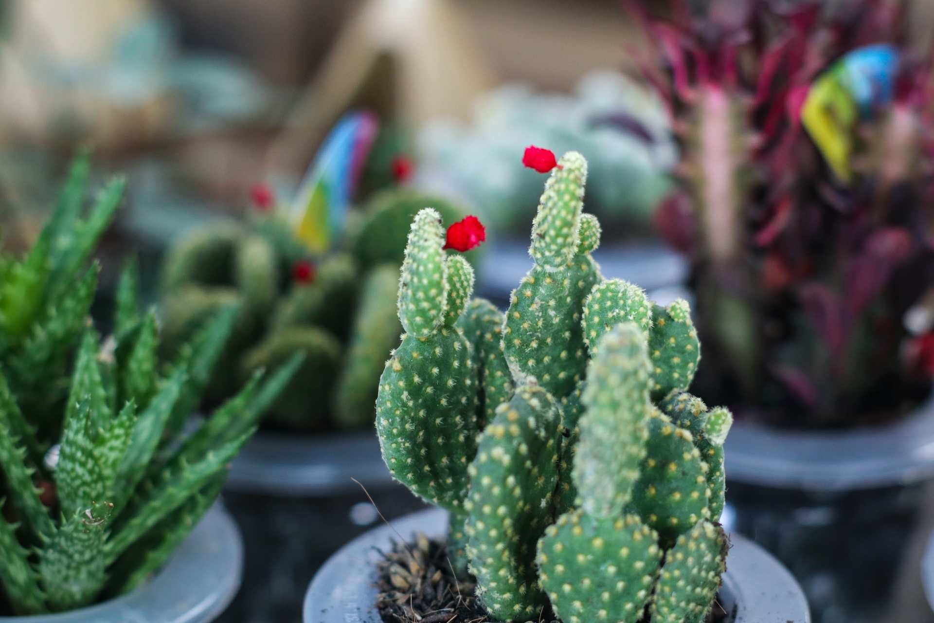 Hoa kieng Trung Quoc lam le tran ve lang hoa Sa Dec hinh anh