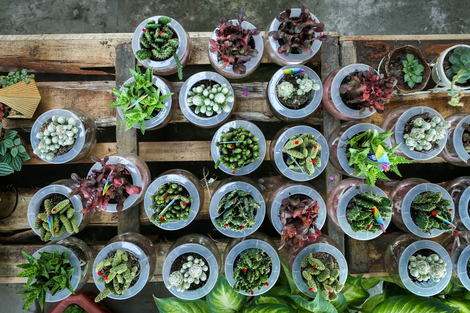 hoa kieng trung quoc lam le tran ve vua hoa lon nhat nam bo anh 2