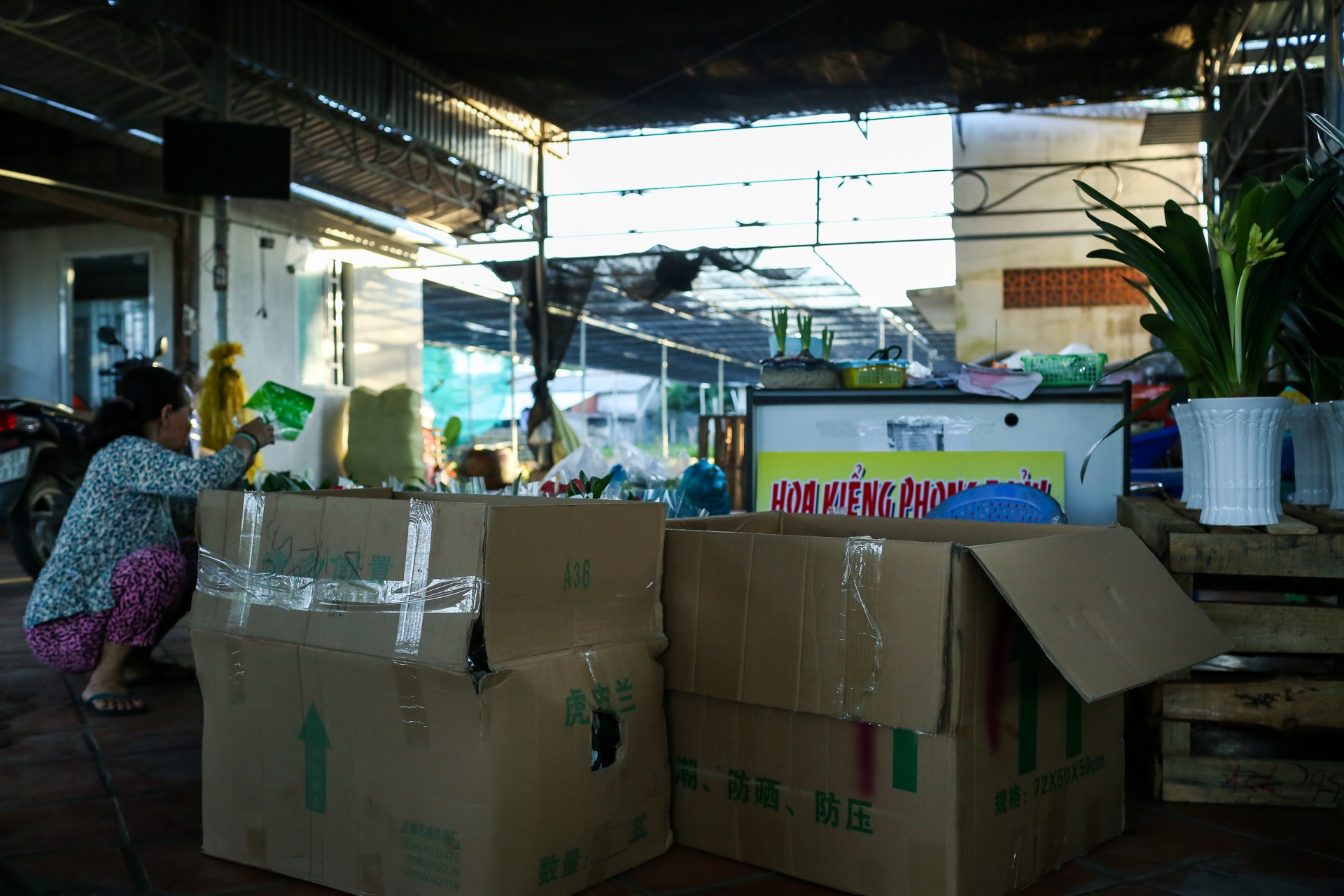 hoa kieng trung quoc lam le tran ve vua hoa lon nhat nam bo anh 10