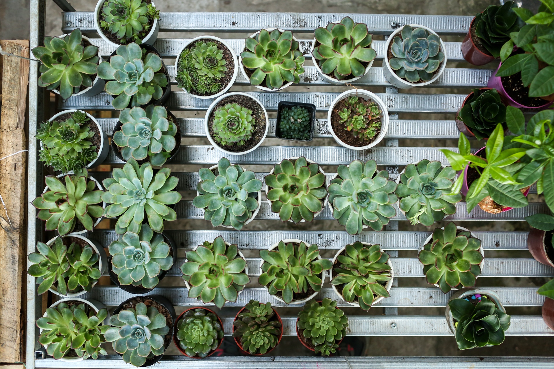 hoa kieng trung quoc lam le tran ve vua hoa lon nhat nam bo anh 12