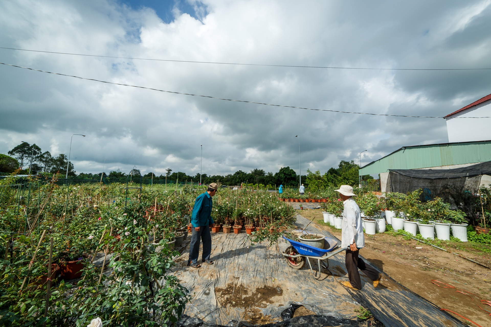 hoa kieng trung quoc lam le tran ve vua hoa lon nhat nam bo anh 1