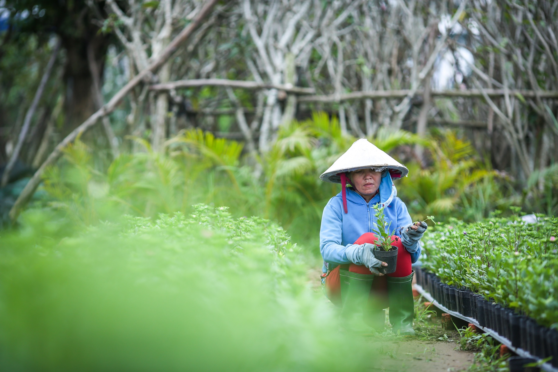duong hoa nguyen hue anh 9