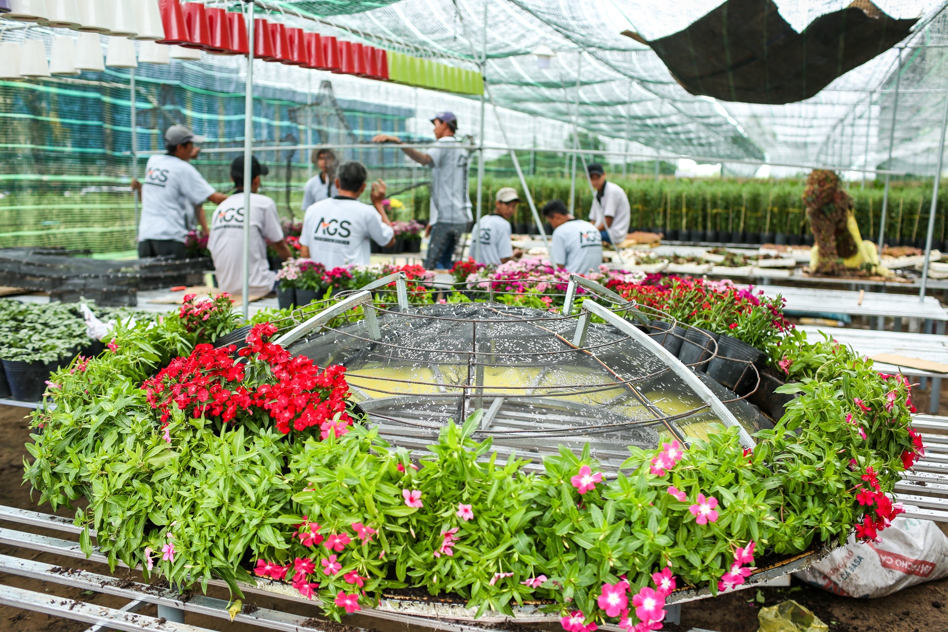 duong hoa nguyen hue anh 8