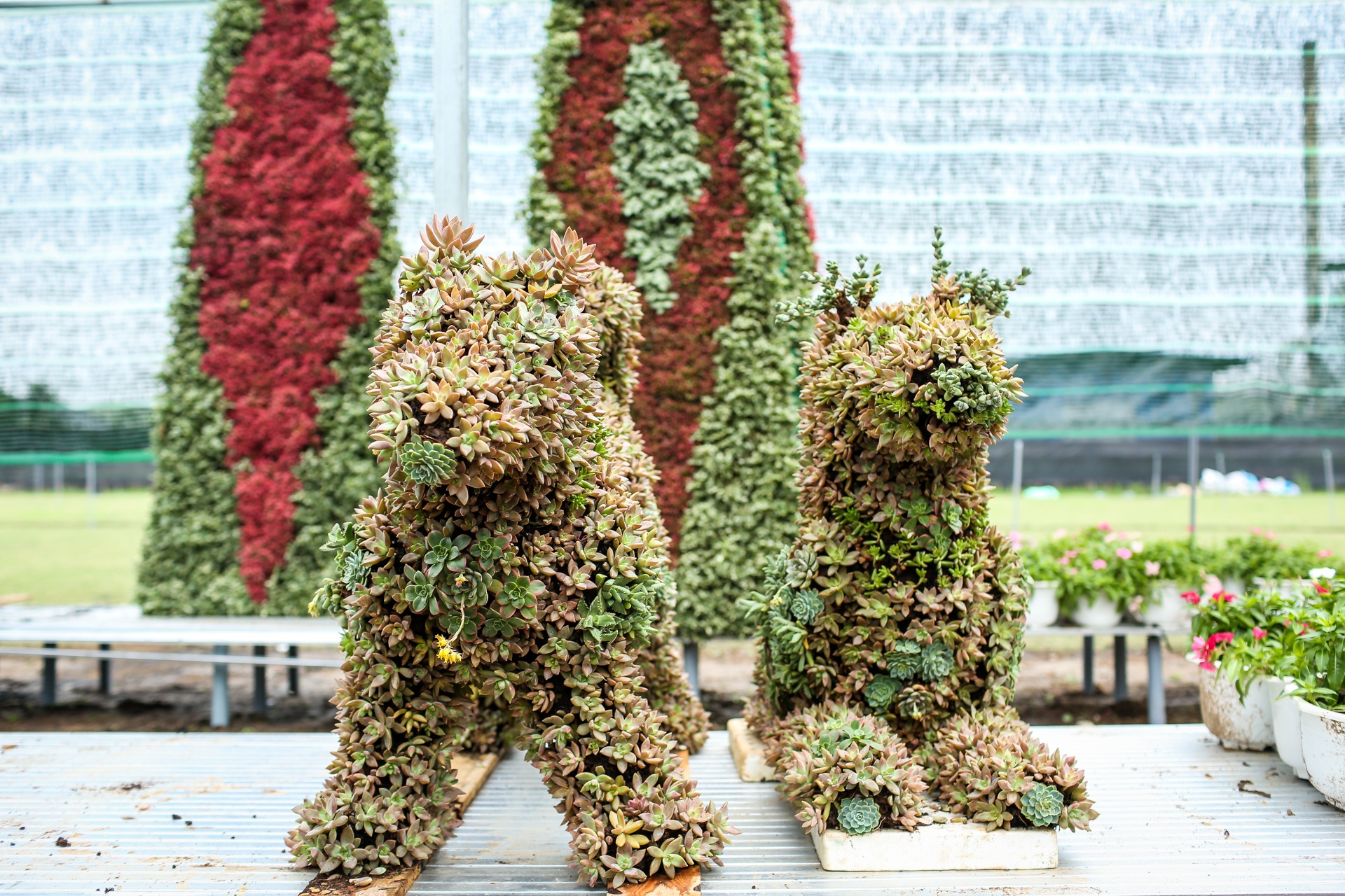 duong hoa nguyen hue anh 4