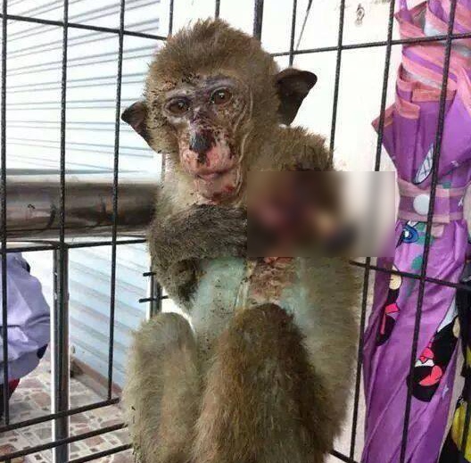 Dan mang truy tim nguon goc anh chu khi bi chem dut lia tay hinh anh