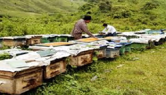 Một góc khu nuôi ong của Trung. Ảnh: Diễn đàn doanh nghiệp