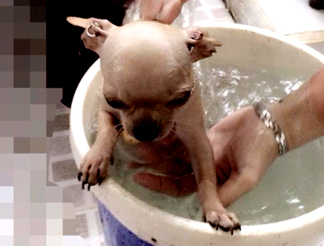 Rung minh voi kieu lam dep cho cho cua teen hinh anh