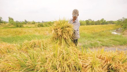 Nhiều giống lúa trên thị trường do doanh nghiệp chọn tạo. Ảnh: Phương Chăm.