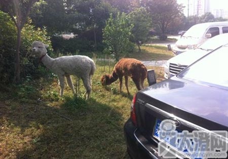 Thieu gia Trung Quoc chi tram trieu mua lac da lam thu cung hinh anh