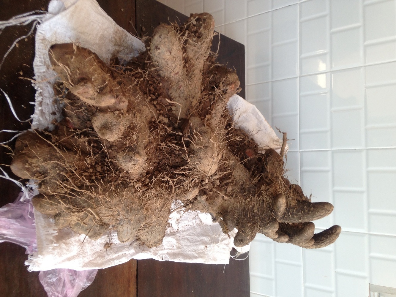 Cu khoai ngot nang 31kg o Can Tho hinh anh