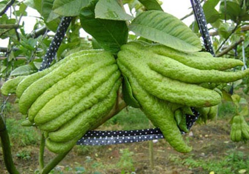 300.000 dong/trai phat thu o Sai Gon hinh anh