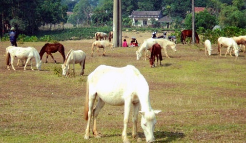 Ca lang lam giau nho ngua bach hinh anh