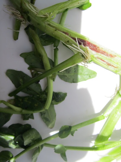 Nhiem san vi an rau trong ao dam hinh anh