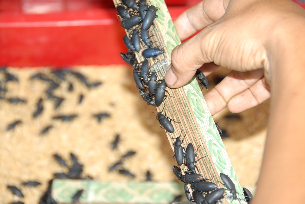 Nguoi mien Tay nuoi sau la nhu the nao? hinh anh