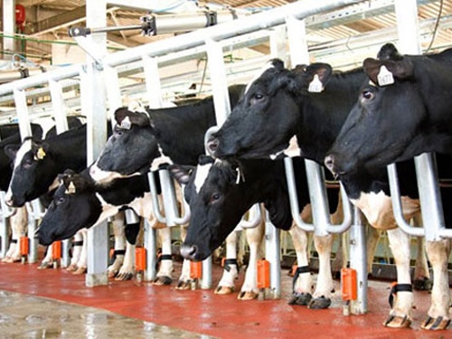 Bau Duc chi 6.000 ty dong chan nuoi bo hinh anh