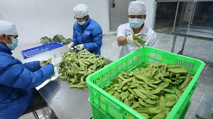 Khach san, nha hang len Da Lat mua rau sach hinh anh