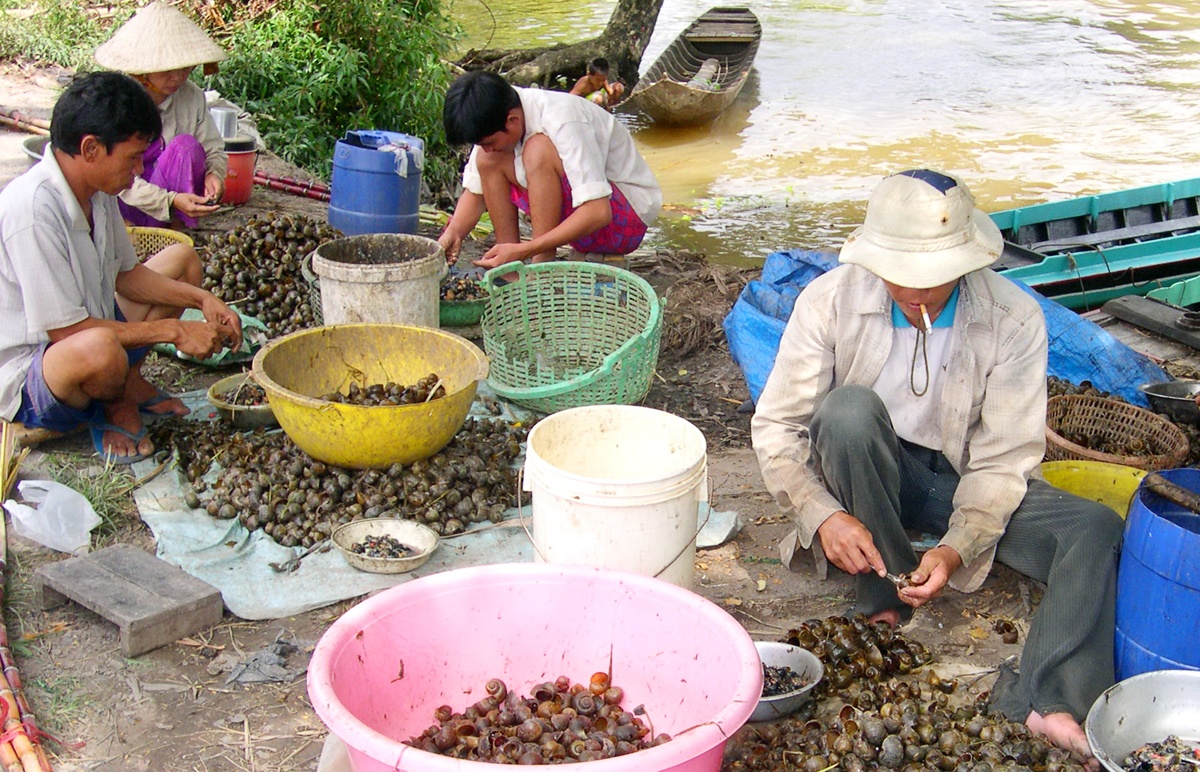 Chua ai biet Trung Quoc mua oc buou vang mien Tay lam gi hinh anh