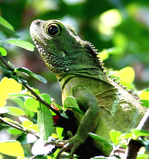 Kha len nho nuoi trong hang doc: ​Rong dat va ca tre chinh hinh anh