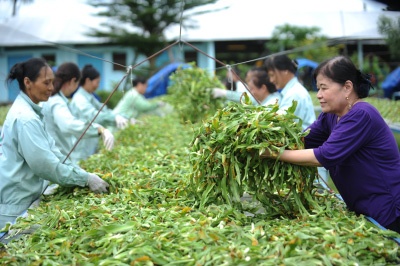  Vùng trồng cây trinh nữ hoàng cung đạt chuẩn GACP-WHO.
