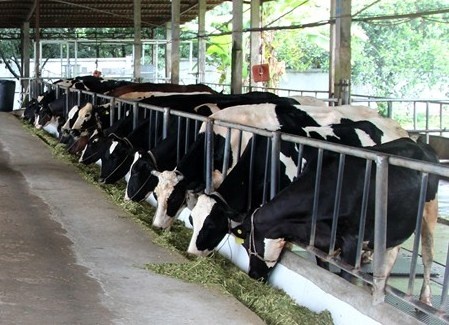 Nam 2014, vi sao dai gia Viet dua nhau nuoi bo, lam sua? hinh anh