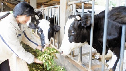 Nong dan lo phai do sua ra duong hinh anh