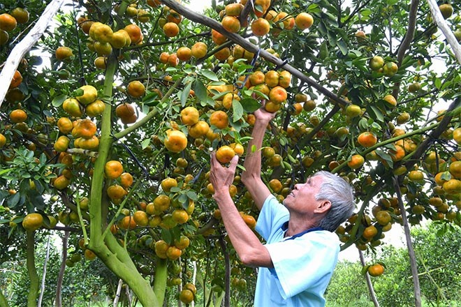 Can Tet, gia trai cay 'leo cay' hinh anh