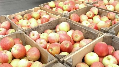 Các thùng táo Gala đang bị thu hồi ở thị trường Mỹ do nhiễm khuẩn chết người.