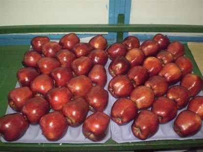 Khan cap ra soat tao My nhiem khuan chet nguoi vao Viet Nam hinh anh