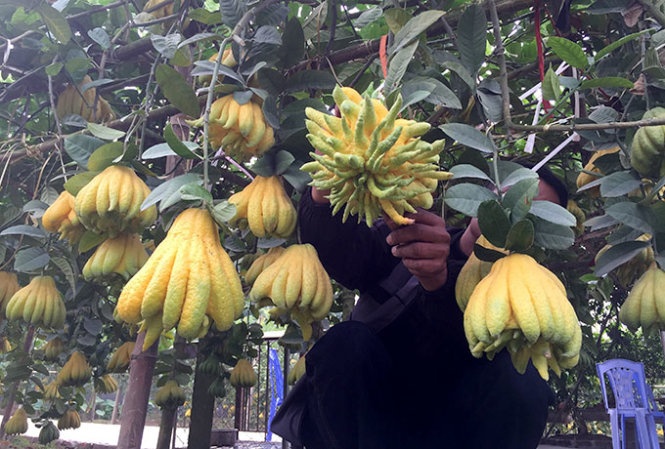 Lam giau nho cay phat thu hinh anh