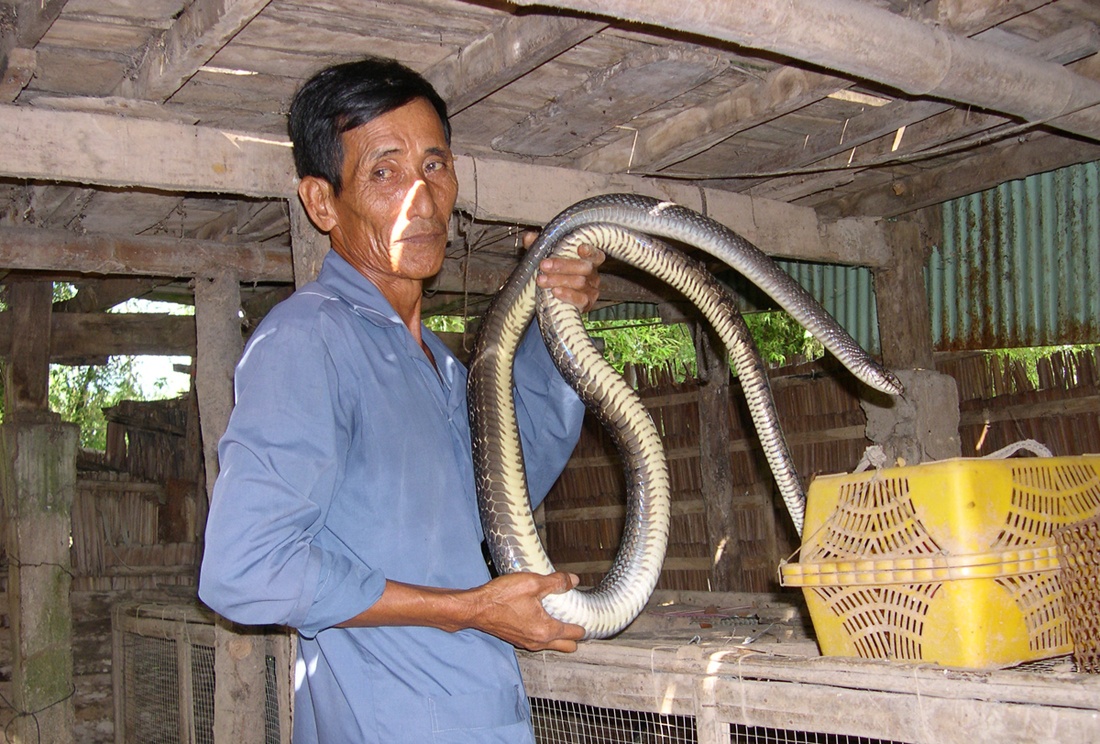 Vi sao nguoi mien Tay lao dao khi Trung Quoc ngung mua ran? hinh anh