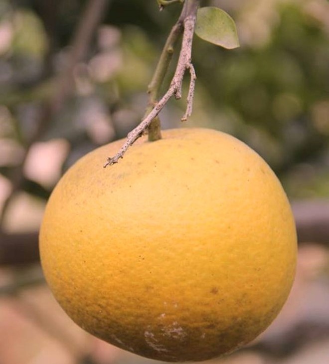 Tram nghin dong khong mua noi qua cam Xa Doai ngay Tet hinh anh