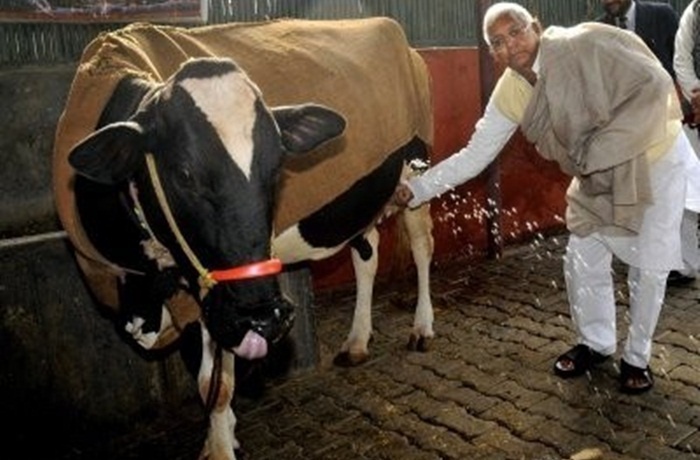 Ấn Độ là nước có nhiều bò sữa nhất thế giới. Năm 2011, Ấn Độ có 44,9 triệu con bò sữa, trong khi lượng bò sữa trên toàn thế giới là 260 triệu con.