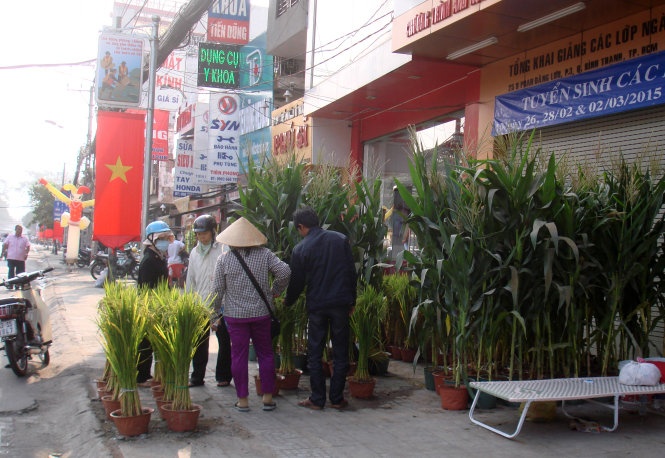 Bắp lúa đã thành mặt hàng kiểng tết ở chợ tết với giá còn cao hơn hoa kiểng. Trong ảnh: một bãi lúa bắp kiểng trên đường Phan Đăng Lưu rao giá kiểng lúa 150 ngàn đồng/cặp, bắp 250 ngàn đồng/cặp .