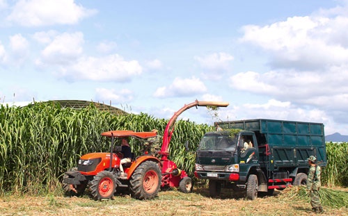 Nhiều doanh nhân đổ tiền tỷ đầu tư vào ngành mía đường.