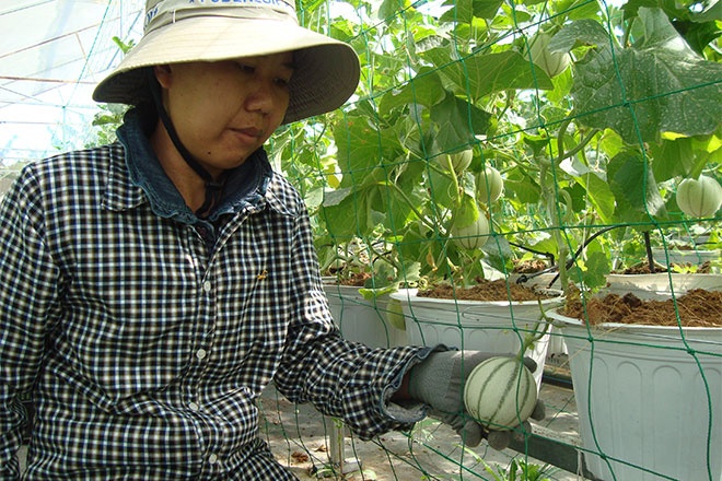  Dưa lưới đầu mùa tại Công ty Sinh học sạch Biofresh. 