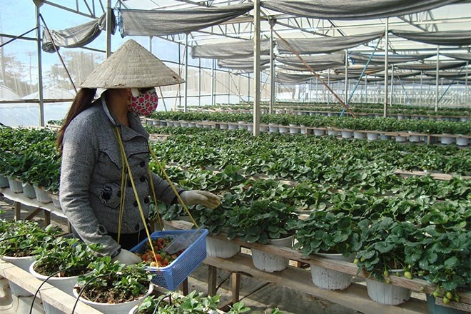 Nguoi 'muon lam dieu gi do cho Da Lat' hinh anh