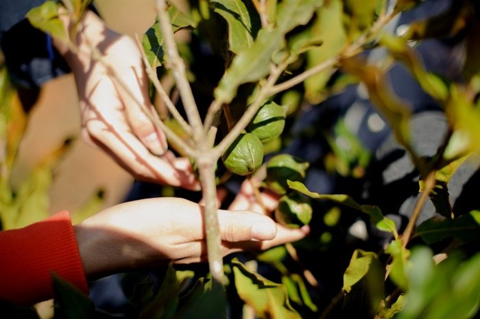 Chi trong 10.000 chu khong phai 200.000 ha mac ca hinh anh