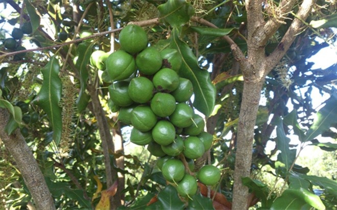 Mac ca dang song the nao tren dat Tay Nguyen? hinh anh