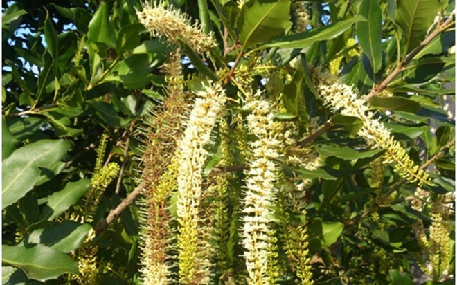 Ong bướm tỏ ra rất thích hoa mắc-ca. Nhiều trang trại có trồng mắc-ca đã nuôi thêm ong, vừa có loại mật ong mắc-ca, vừa giúp hoa dễ thụ phấn.