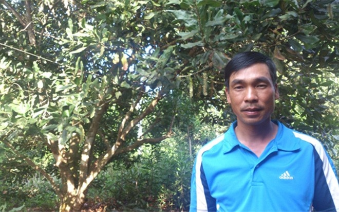 “Từ đầu vụ, thương lái đã đặt tiền mua. Hái được bao nhiêu, bán hết bấy nhiêu”, anh Đinh Kim Thu (thôn Lộc Xuân, xã Phú Lộc huyện Krông Năng, Đắc Lắc) nói. Năm vừa rồi, vườn mắc-ca 10 tuổi với khoảng 100 cây trên diện tích 1 ha của gia đình anh mang về doanh thu 300 triệu đồng (chi phí chăm sóc chiếm khoảng 1/10 doanh thu), với 1,8 tấn quả.