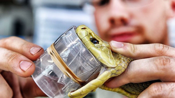 Công việc lấy nọc rắn rất nguy hiểm nhưng lại hoàn toàn cần thiết để cứu mạng sống của nhiều người mỗi năm. Trong khi quy trình an toàn luôn được tuân thủ nhưng trong quá trình làm việc vẫn tồn tại các yếu tố rủi ro cao. Thực ra, rất ít người không bị rắn cắn khi làm công việc này. 