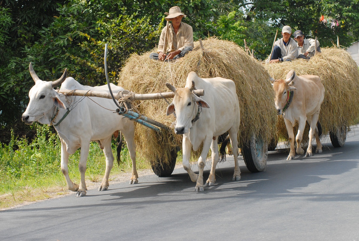 Thuong lai tranh mua, nguoi mien Tay ban rom nhanh hon lua hinh anh