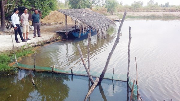 Anh Trương Văn Lợi (giữa) bên ruộng lúa đã thu hoạch, đang nuôi tôm trong trang trại của Chủ tịch Đông.