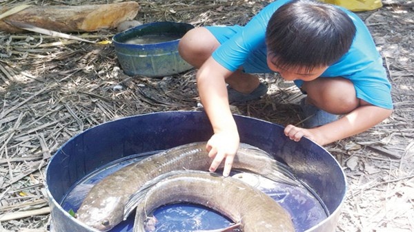 Cá lóc trang trại ở Phước Long mỗi con 3-4kg, bán gần triệu đồng.