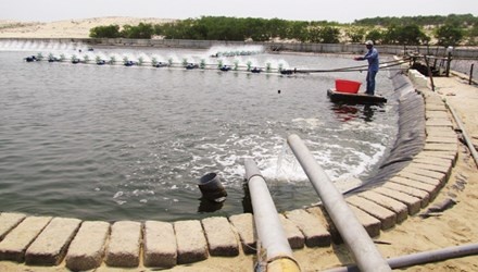 Vùng nuôi tôm trọng điểm của tỉnh TT-Huế.